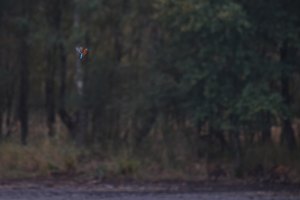 Eisvogel mal anders