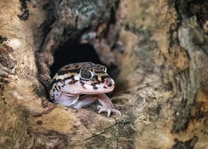 mittelamerikanischer Krallengecko