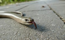 züngelnde Blindschleiche