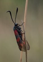 Urlaubserinnerungen    -  die Widderchen 1