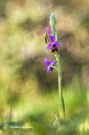 Ophrys holorosicea subsp. ?