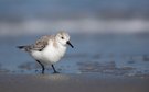 Sanderling