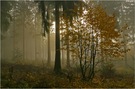 Herbstlich neblige Waldromantik