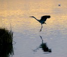 Anflug in der Morgensonne