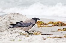 Im Ostseesand , Oktoberstrand...