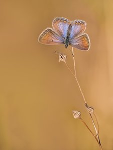 ein herbstlicher Hauhechel Bläuling