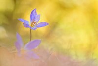 Herbstkrokus