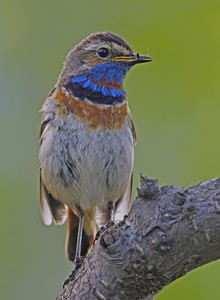 Bluethroat