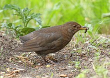 Im Garten - wie zu sehen -