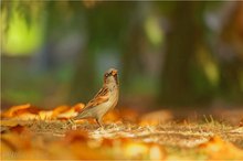 Haussperling (Passer domesticus)