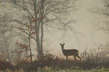 Dezembermorgen