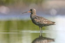 Dunkler Wasserläufer