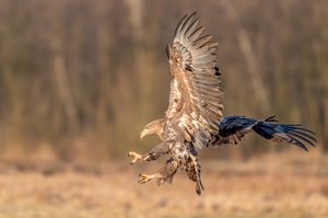 Konzentrierter Anflug