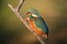 Eisvogel Weibchen