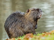 Nutria