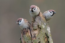 Drei auf einen Streich