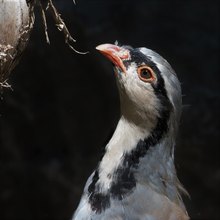 Steinhuhn (Alectoris graeca)