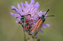 Esparsetten-Widderchen mit Freundin