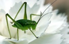 Mini Heuschrecke