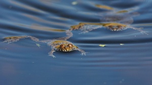 Die Unker im Blau