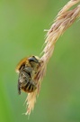 Große Harzbiene