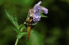 Plattbauch (Libellula depressa), Weibchen