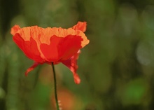 ~ Mohn VI ~