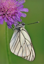 Baumweissling (Aporia crategi)