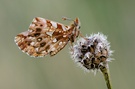 Boloria dia