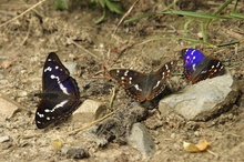 Großer und Kleiner Schillerfalter an Fuchskot