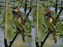 Gesang im Bild (ohne Ton)