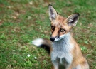 Fuchs dritter Versuch