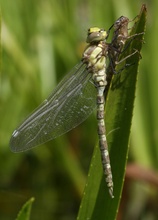 Gartenteichlibelle ?