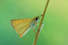 Braunkolbiger Braun-Dickkopffalter (Thymelicus sylvestris)