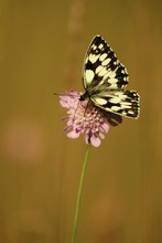 Schachbrett  (Melanargia galathea)