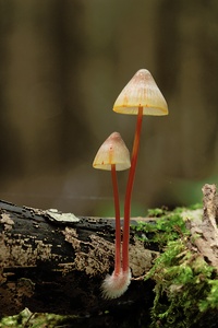 Mycena crocata im Doppelpack