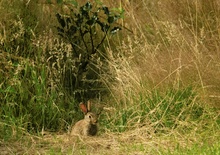 Junges Wildkaninchen