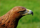 Steinadler