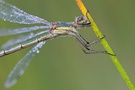 Lestes sponsa