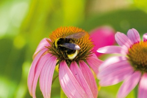 Hummel auf Echinacea