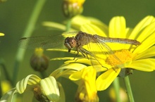 Rastende Libelle