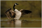 Kanadagans (Branta canadensis)