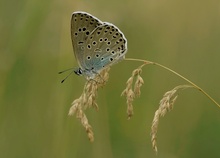 Thymian-Ameisenbläuling (Maculinea arion)