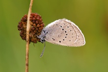 Maculinea teleius - Heller Wiesenknopfameisenbläuling