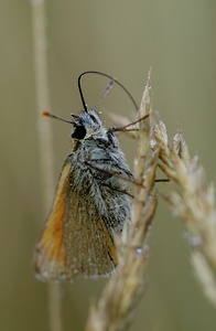 Dickkopffalter