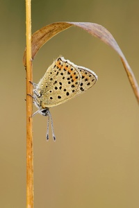 Lycaena tityrus