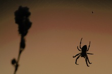 Spinne nach Sonnenuntergang