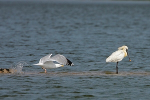 "Vogelpark Drennhausen 2"