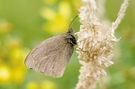 Um welchen Schmetterling...