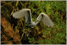 Graureiher (Ardea cinerea)